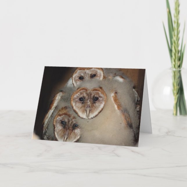 "Qui est là ?" Carte de voeux Barn Owl (Devant)