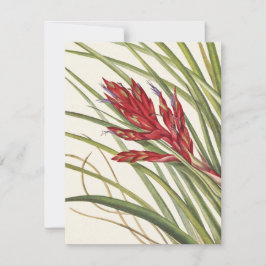 Quill-Leaf Tillandsia von Mary Vaux Walcott Mitteilungskarte