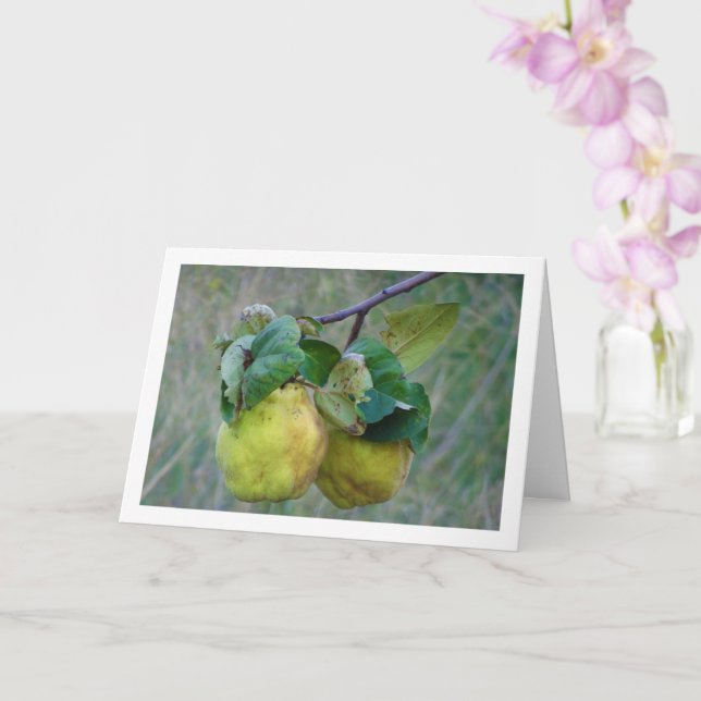 Quince Fruit Karte (Orchidee)