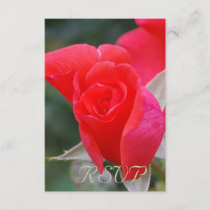 Quinceanera UAWG Rote Rose RSVP Karte