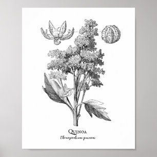 Quinoa Vintage botanische Illustration Poster