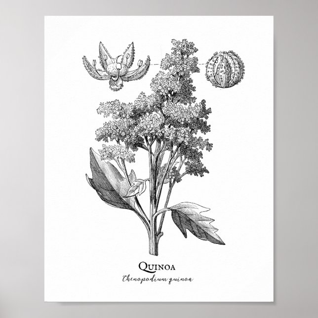 Quinoa Vintage botanische Illustration Poster (Vorne)