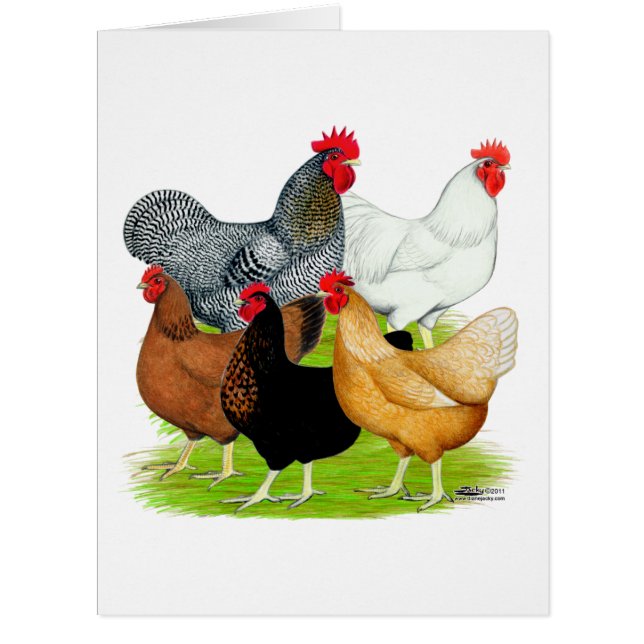 Quintette de poulet liée au sexe (Devant)