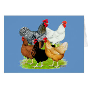 Quintette de poulet liée au sexe