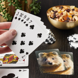 Quintin der Ingwer Quokka, das Deck, Karten zu spi Spielkarten