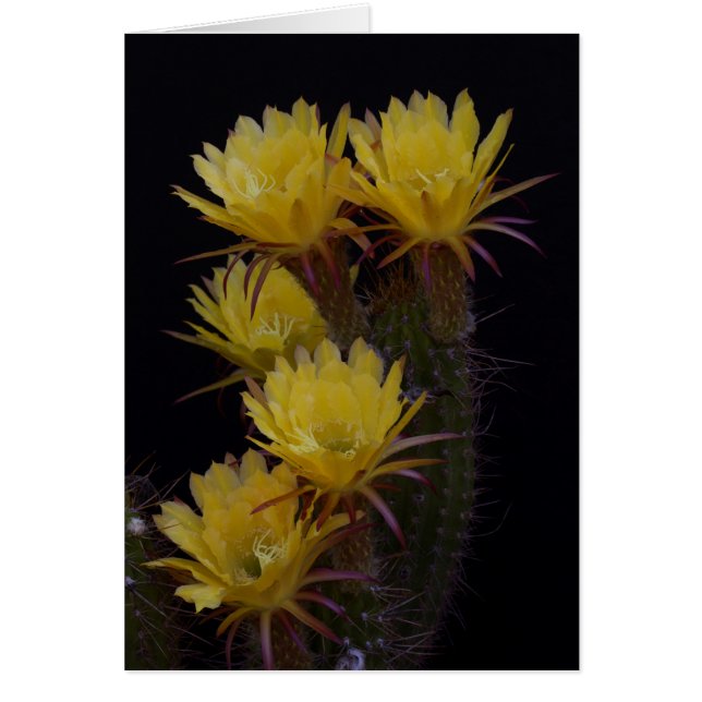 Quintuple de fleurs de cactus (Devant)