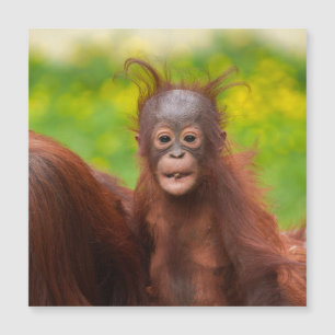 Quirky-Charme eines Orangutan-Babys Magnetkarte