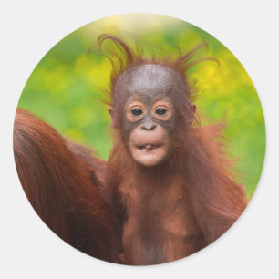 Quirky-Charme eines Orangutan-Babys Runder Aufkleber