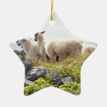Quirky Designs - Schafe in einem Feld