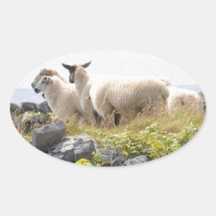 Quirky Designs - Schafe in einem Feld Ovaler Aufkleber