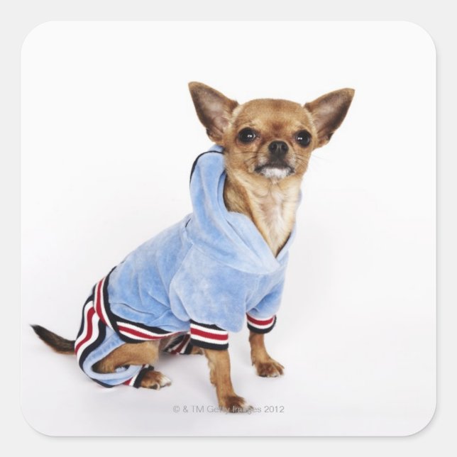 Quirky-Porträt eines Teacup Chihuahua 2 Quadratischer Aufkleber (Vorderseite)