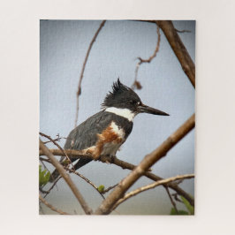 Quitte Kingfisher