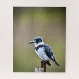 Quitte Kingfisher