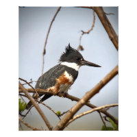 Quitte Kingfisher
