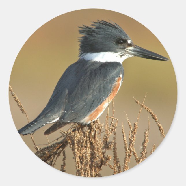 Quitte Kingfisher Runder Aufkleber (Vorderseite)