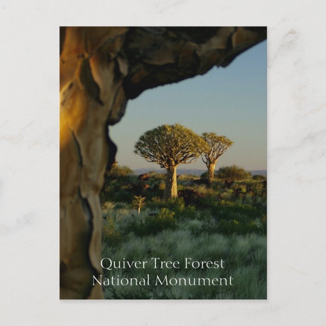 Quiver Tree Forest, Namibia Postcard Postkarte (Vorderseite)