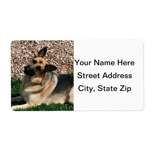 Quizzical German Shepherd (Vorne)