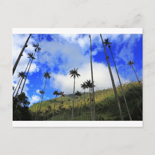 Qunidio-Wachpalmen im Cocora-Tal Kolumbiens Postkarte (Vorderseite)