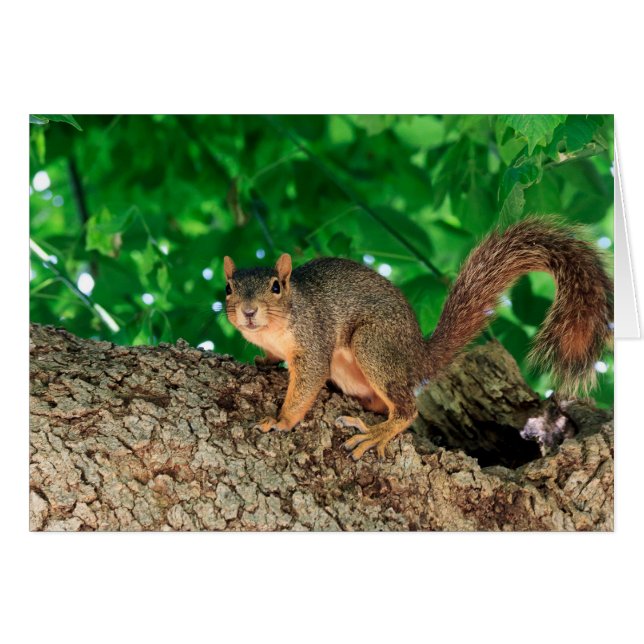 Quoi ? (color) (Devant horizontal)