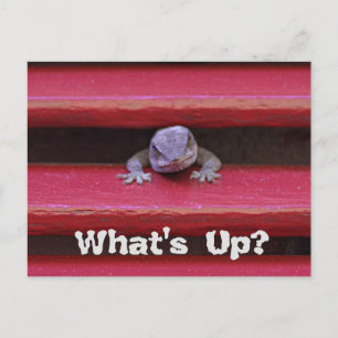 Quoi de neuf ? Carte postale