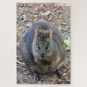 Quokka