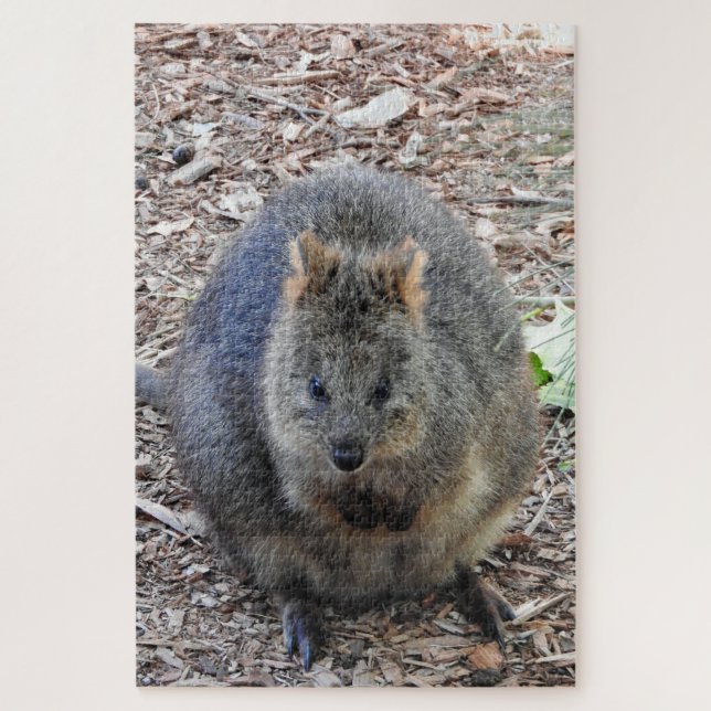 Quokka (Vertikal)