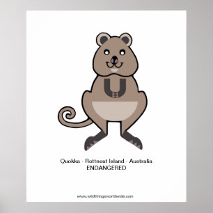 Quokka - affiche