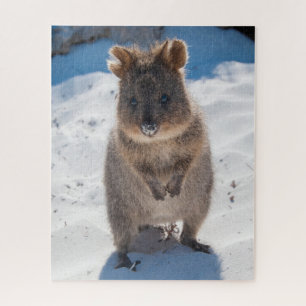 Quokka am Strand, 520 Stück