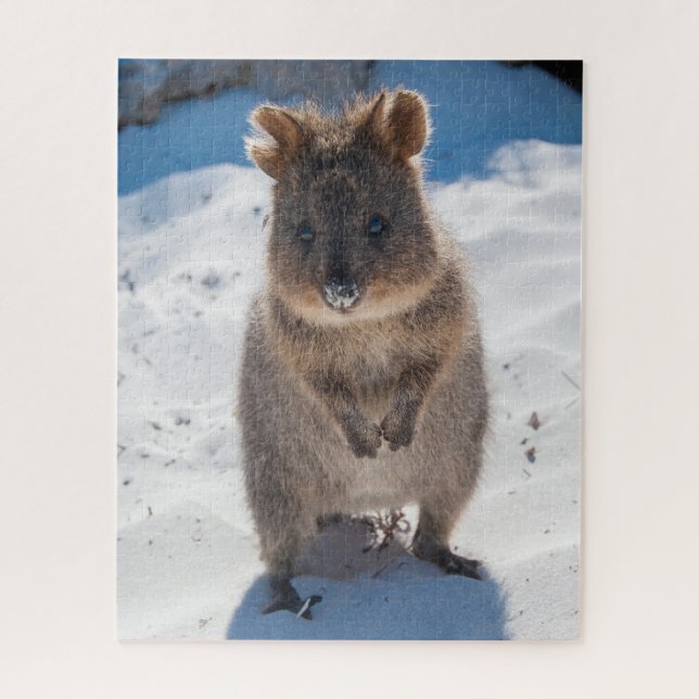 Quokka am Strand, 520 Stück (Vertikal)