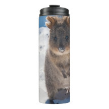 Quokka am Strand Australien, Mädchen mit rosa Akze