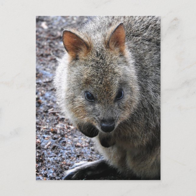 Quokka Feiertagspostkarte (Vorderseite)