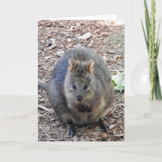 Quokka Karte