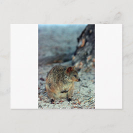 Quokka mit niedlicher Wut auf der Insel Rottnest Postkarte