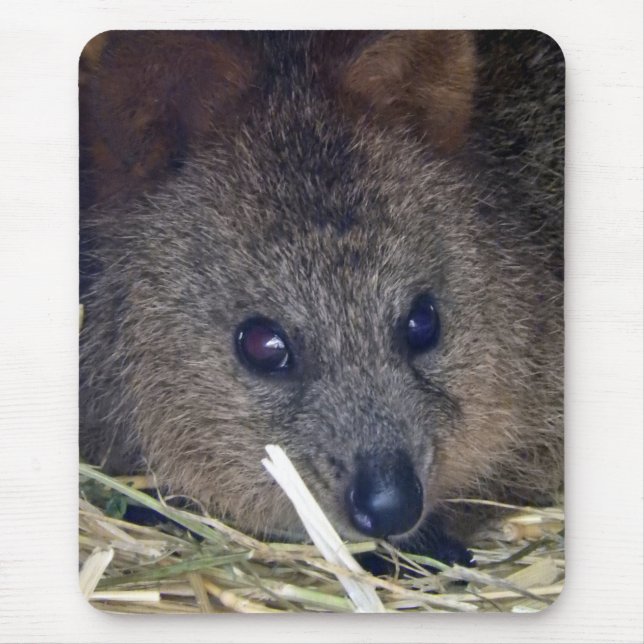 Quokka Mousepad (Vorne)