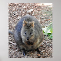 Quokka