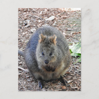 Quokka Postkarte