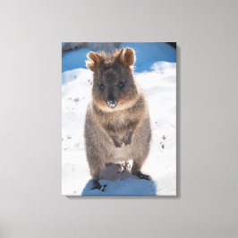 Quokka, Rottnest Island, Australien Leinwanddruck