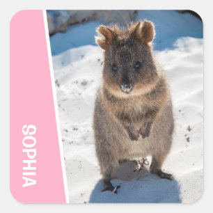 Quokka Süßes Tier am Strand Australien Rosa Quadratischer Aufkleber