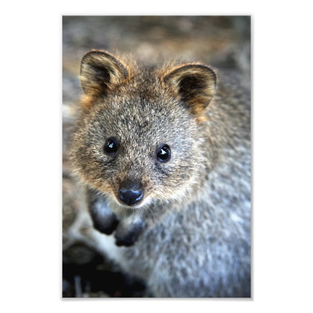 Quokka Western Australian Marsupial Fotodruck (Vorne)