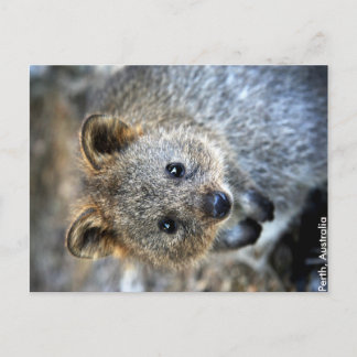 Quokka Western Australien Postcard Postkarte
