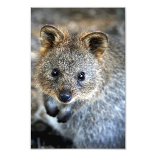 Quokka Western-australisches Beuteltier Fotodruck