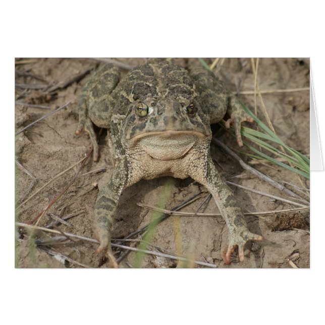 R10 Prairie Toad (Devant horizontal)