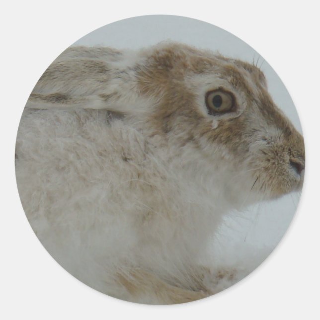 R11 Schneeschuh-Hareschuss Runder Aufkleber (Vorderseite)