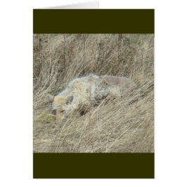 R13 Coyote en herbe haute