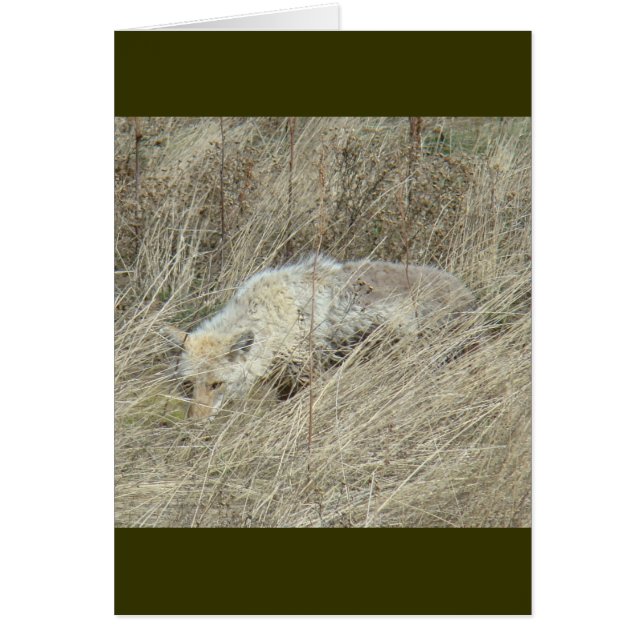 R13 Coyote en herbe haute (Devant)