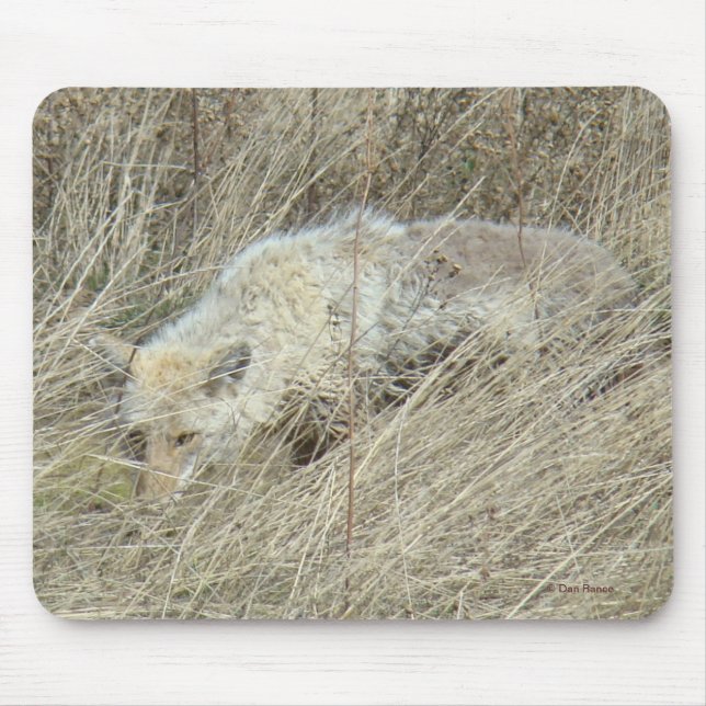 R13 Coyote in Großgras Mousepad (Vorne)
