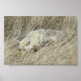 R13 Coyote in Großgras Poster