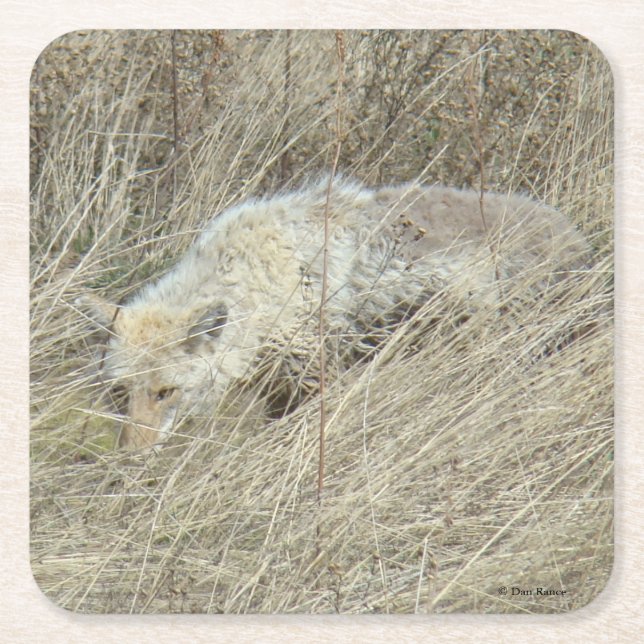 R13 Coyote in Großgras Rechteckiger Pappuntersetzer (Vorderseite)