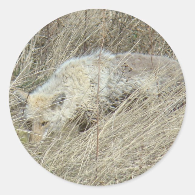 R13 Coyote in Großgras Runder Aufkleber (Vorderseite)