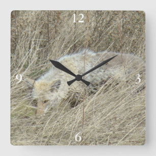 R13 Kojote im hohen Gras Quadratische Wanduhr